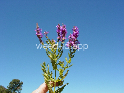 loosestrife, purple